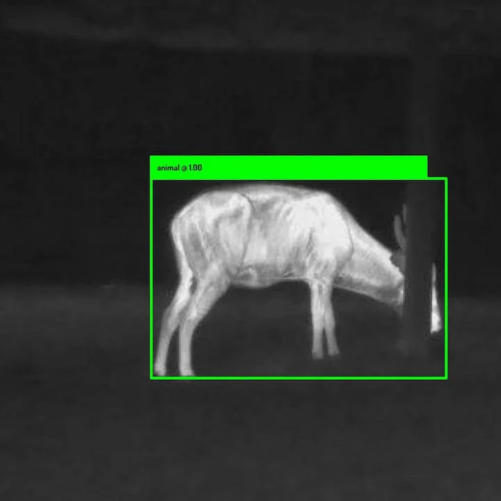 Thermal Animal Detector