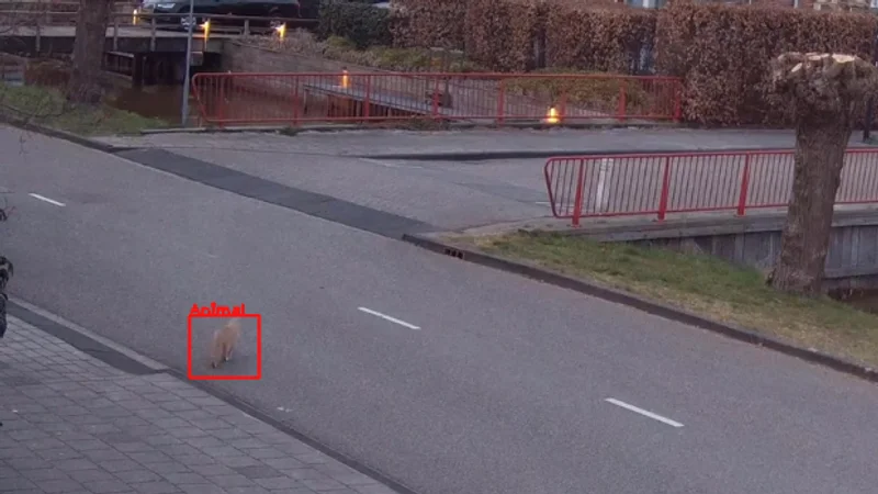 Animal detection reducing false alarms