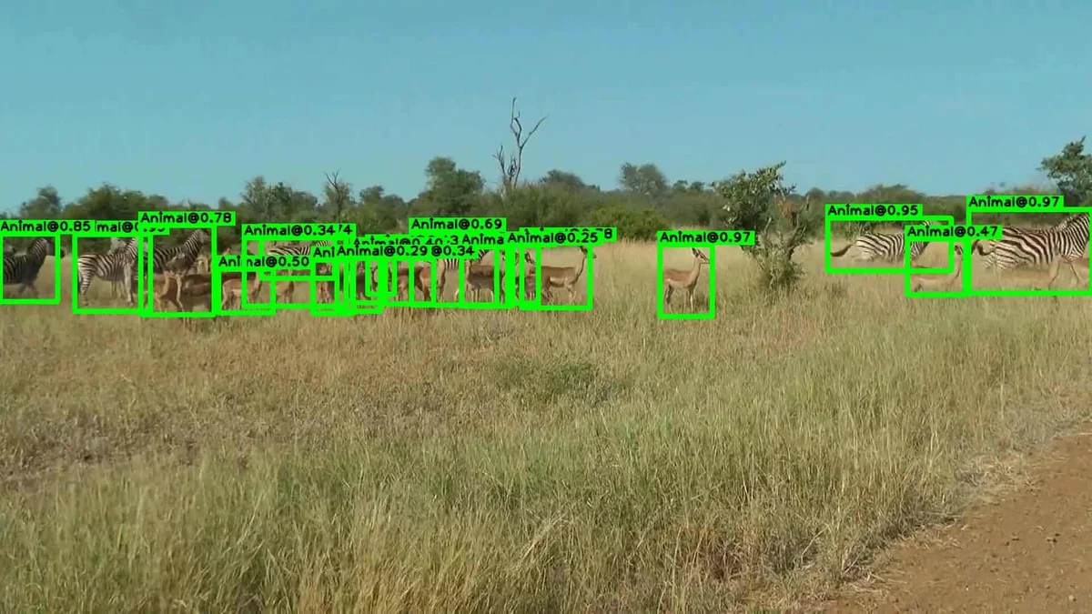 Animal detection example - Kruger wildlife
