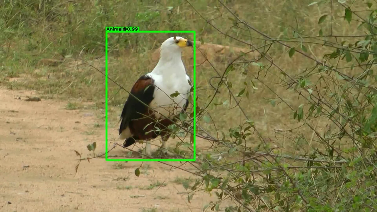 Animal detection example - Kruger wildlife
