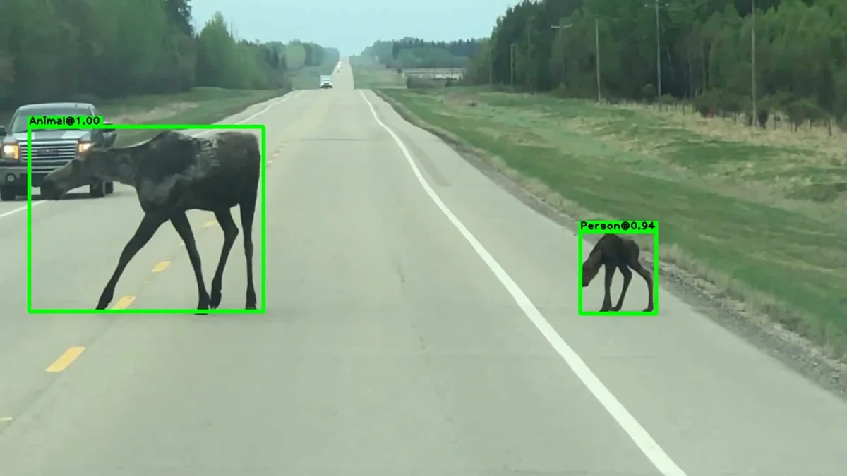 Animal detection example - Moose detection