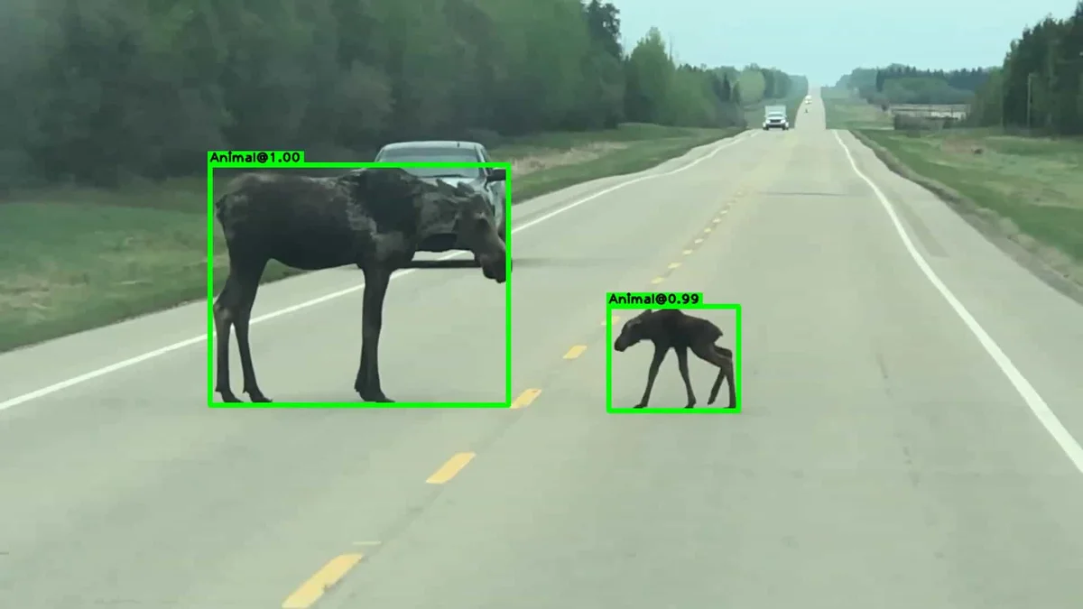 Animal detection example - Moose detection