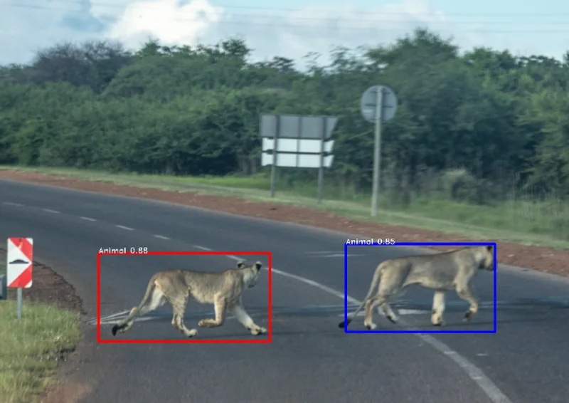 ADAS animal detection system