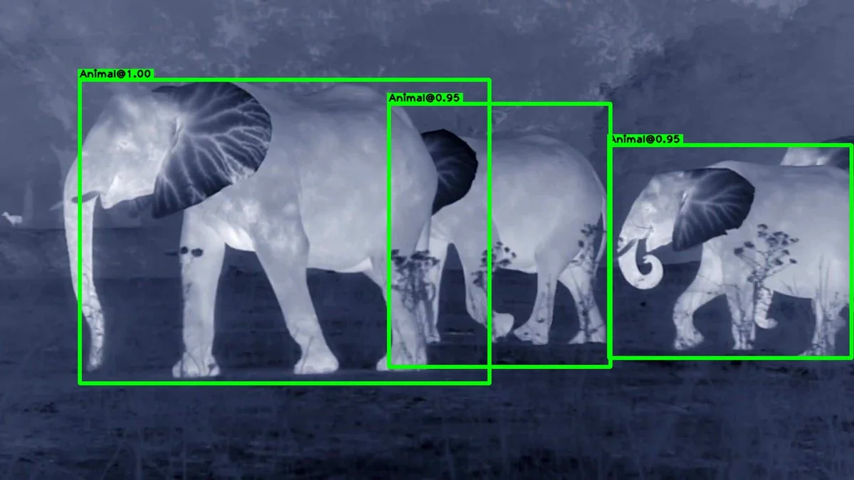Thermal animal detection example 3