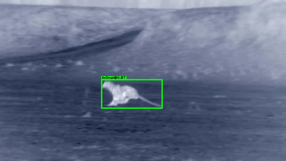 Thermal animal detection example 1