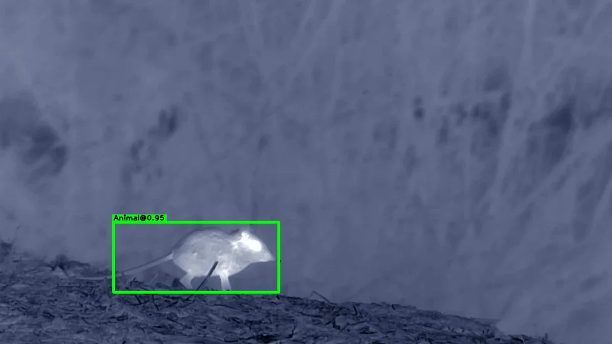 Thermal animal detection example 4